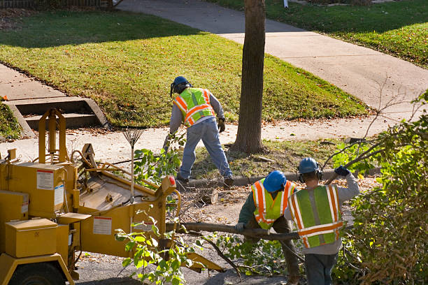 Best Tree Maintenance Programs  in Lindenwold, NJ